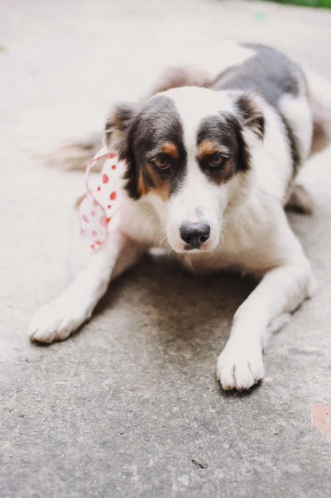 Cachorro raça Mistura com border collie idade 3 anos nome -