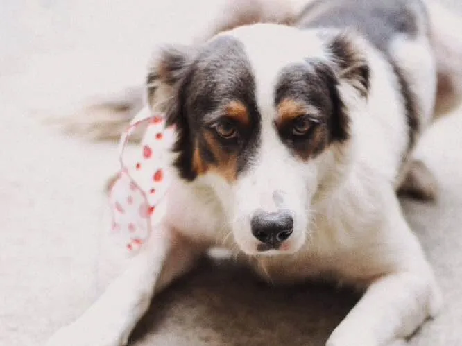 Cachorro raça Mistura com border collie idade 3 anos nome -