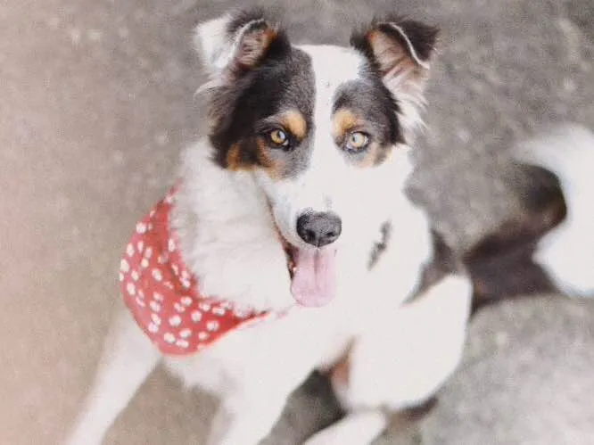 Cachorro raça Mistura com border collie idade 3 anos nome -