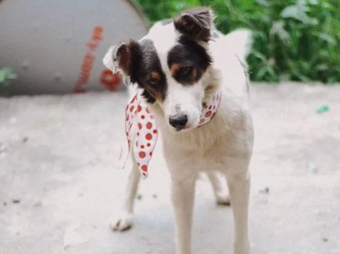 Cachorro raça Mistura com border collie idade 3 anos nome -