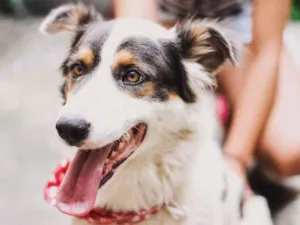 Cachorro raça Mistura com border collie idade 3 anos nome -
