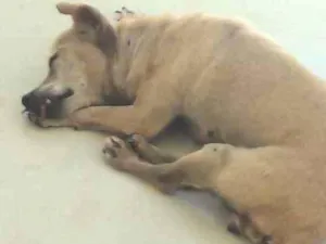 Cachorro raça Pinscher  idade 6 ou mais anos nome Julie
