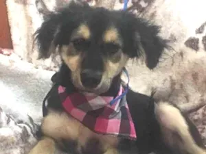 Cachorro raça Srd idade 2 a 6 meses nome Pitoco