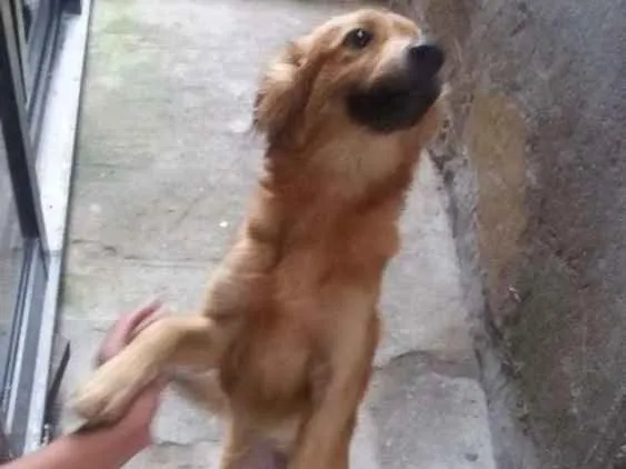Cachorro ra a Vira lata idade 2 anos nome Mel