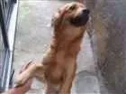 Cachorro raça Vira lata idade 2 anos nome Mel