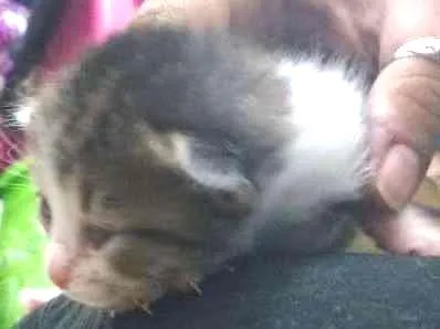 Gato ra a Indefinida idade Abaixo de 2 meses nome Varios nomes