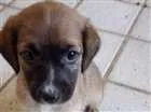 Cachorro raça Vira-lata com traços de labrad idade 2 a 6 meses nome Ainda não possuem