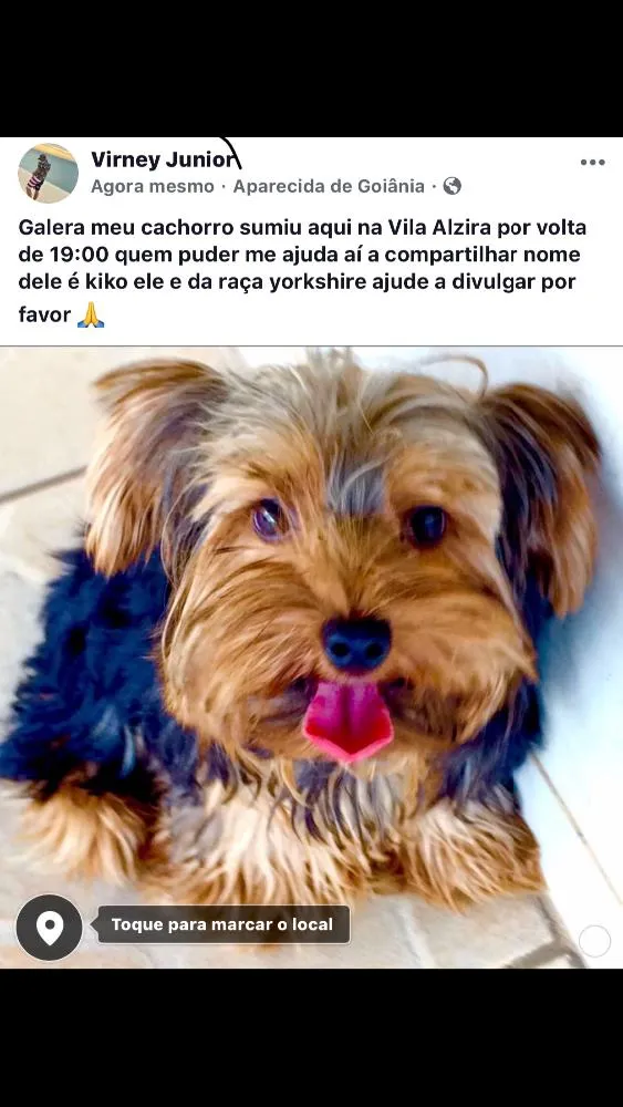 Cachorro ra a Yorkshire  idade 3 anos nome Kiko