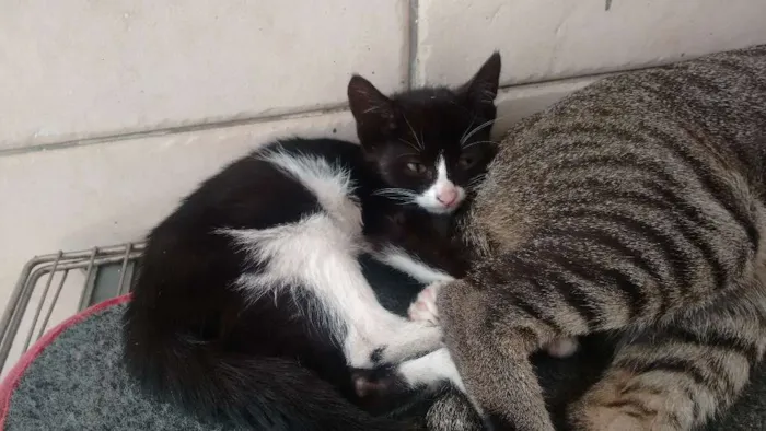 Gato ra a Srd idade 2 a 6 meses nome Sem nomes