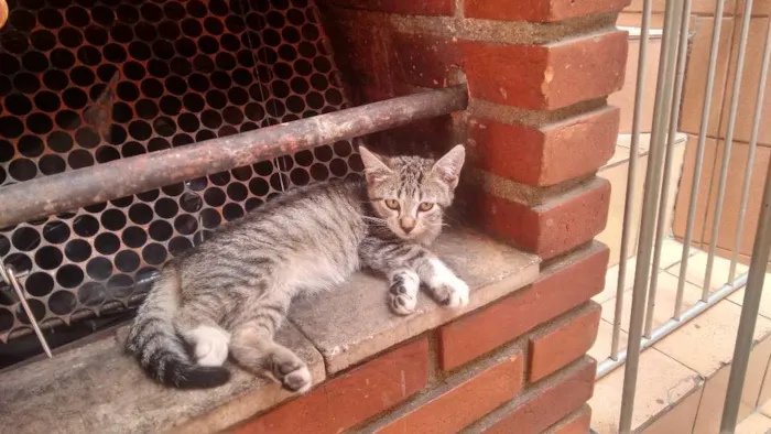 Gato ra a Srd idade 2 a 6 meses nome Sem nomes