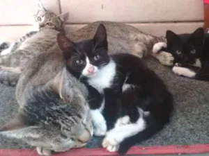 Gato raça Srd idade 2 a 6 meses nome Sem nomes