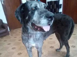 Cachorro raça Fila com Dogue Alemão  idade 5 anos nome Vitória 
