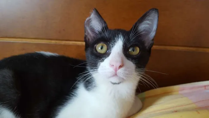 Gato ra a Srd idade 2 a 6 meses nome Mia