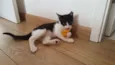 Mia