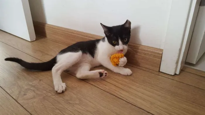 Gato ra a Srd idade 2 a 6 meses nome Mia