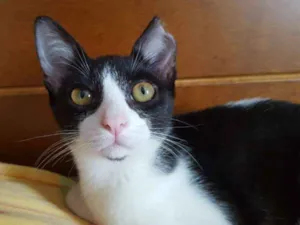 Gato raça Srd idade 2 a 6 meses nome Mia