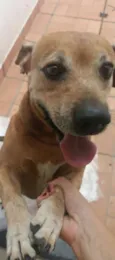 Todi