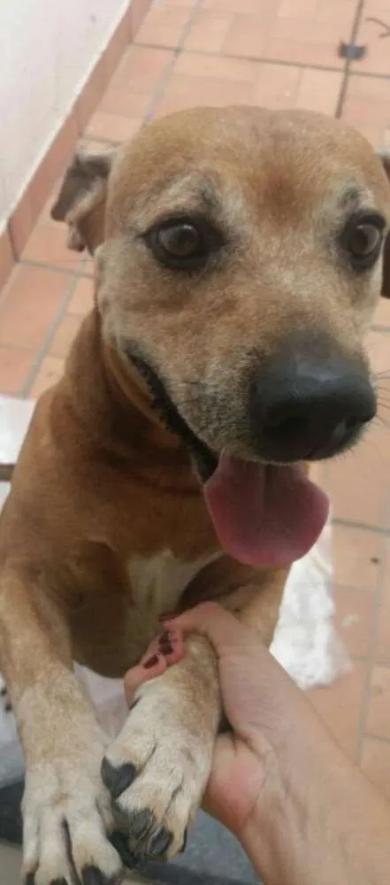 Cachorro raça Mestiço American Star e outra idade 6 ou mais anos nome Todi