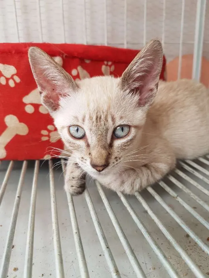 Gato ra a Sem raça  idade 2 a 6 meses nome Linix