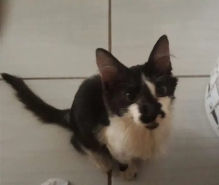 Gato ra a Sem raça idade 2 a 6 meses nome Mia