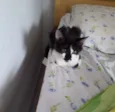Mia
