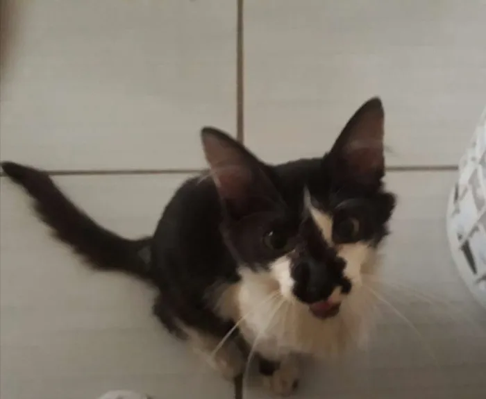 Gato ra a Sem raça idade 2 a 6 meses nome Mia