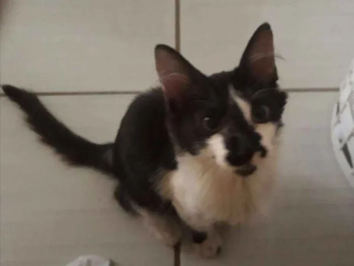 Gato ra a Sem raça idade 2 a 6 meses nome Mia