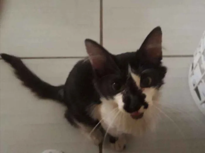 Gato ra a Sem raça idade 2 a 6 meses nome Mia