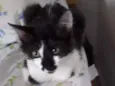 Mia
