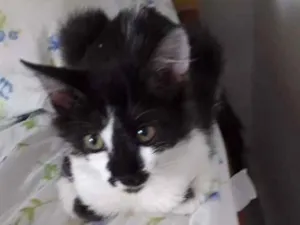 Gato raça Sem raça idade 2 a 6 meses nome Mia