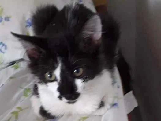 Gato ra a Sem raça idade 2 a 6 meses nome Mia