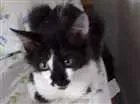 Gato raça Sem raça idade 2 a 6 meses nome Mia
