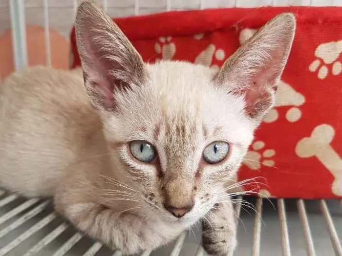 Gato ra a Sem raça  idade 2 a 6 meses nome Linix