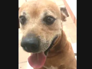 Cachorro raça Mestiço American Star e outra idade 6 ou mais anos nome Todi