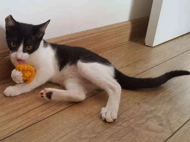 Gato ra a Srd idade 2 a 6 meses nome Mia