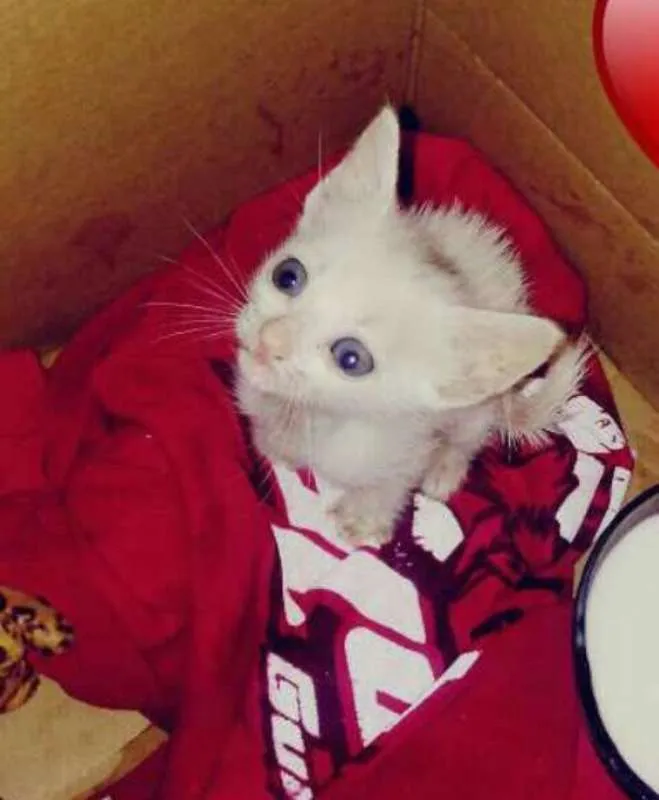 Gato raça não sei idade Abaixo de 2 meses nome João Charles