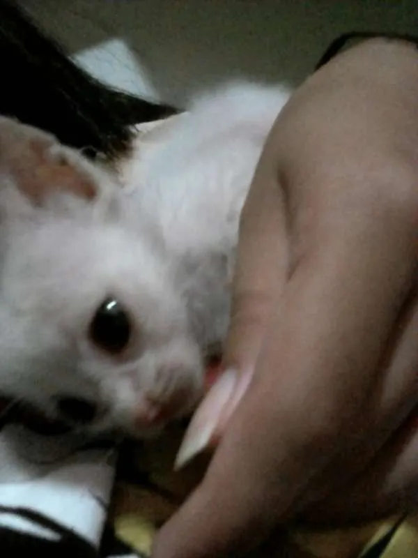 Gato raça não sei idade Abaixo de 2 meses nome João Charles