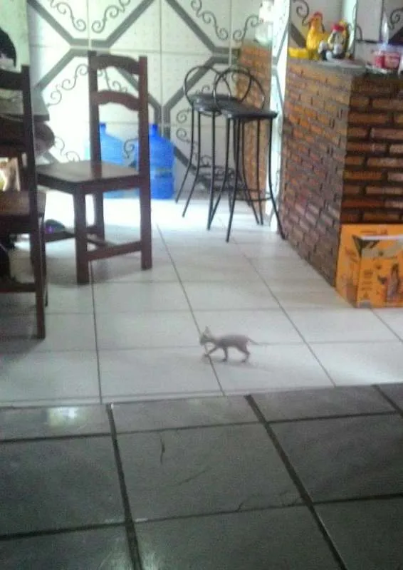 Gato raça não sei idade Abaixo de 2 meses nome João Charles