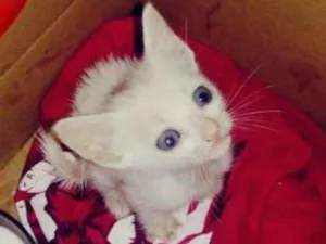 Gato raça não sei idade Abaixo de 2 meses nome João Charles