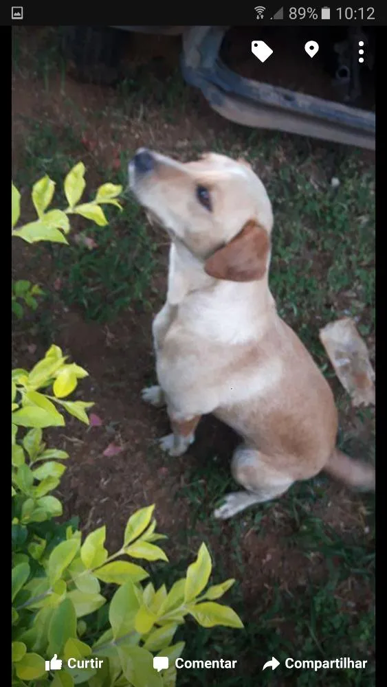 Cachorro ra a Lavrador idade 3 anos nome Rosa