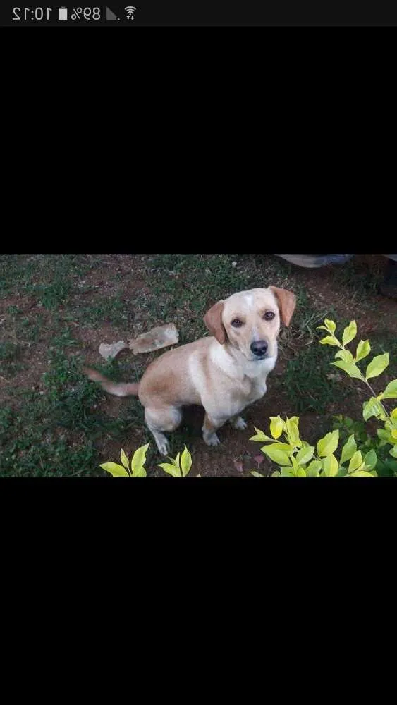 Cachorro ra a Lavrador idade 3 anos nome Rosa
