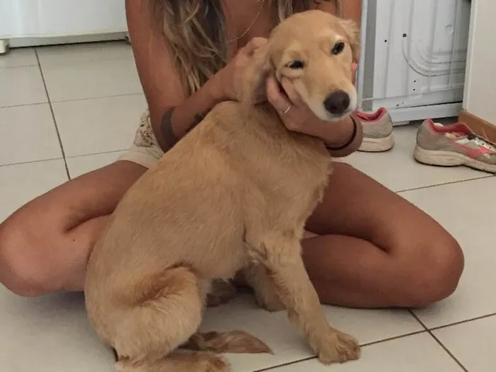 Cachorro ra a Mistura vira-lata  com Golden idade 2 anos nome Lua