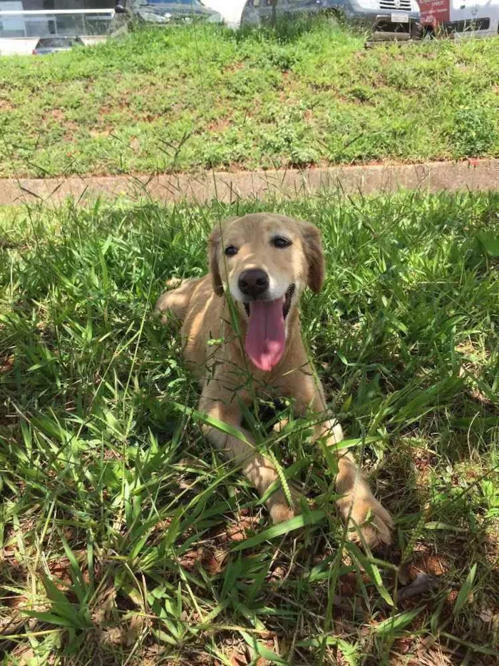 Cachorro ra a Mistura vira-lata  com Golden idade 2 anos nome Lua