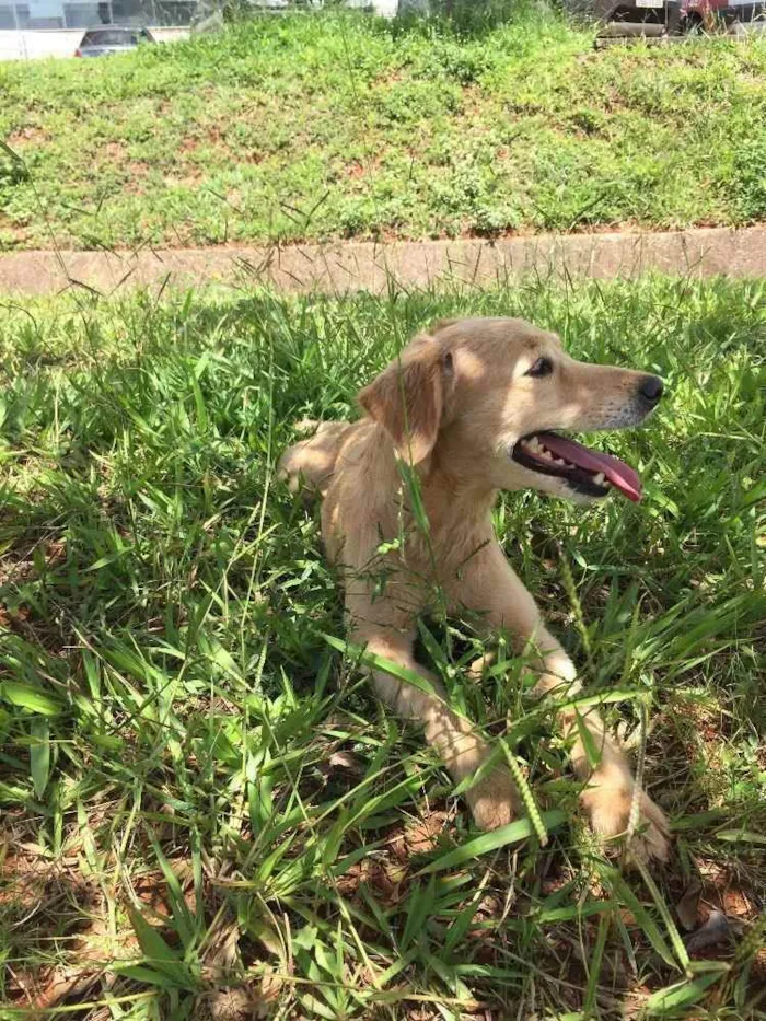 Cachorro ra a Mistura vira-lata  com Golden idade 2 anos nome Lua
