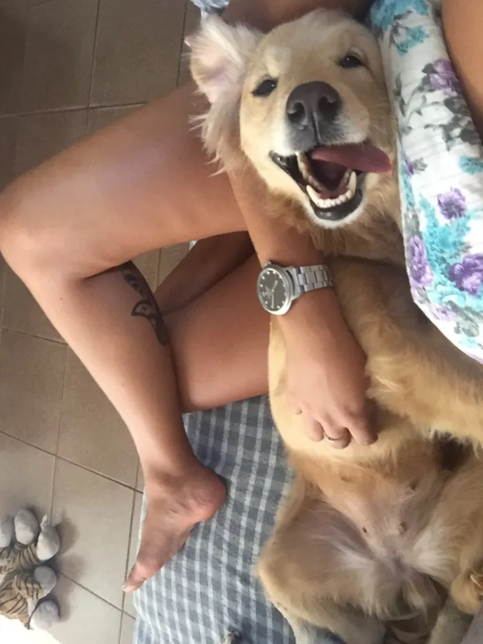 Cachorro ra a Mistura vira-lata  com Golden idade 2 anos nome Lua