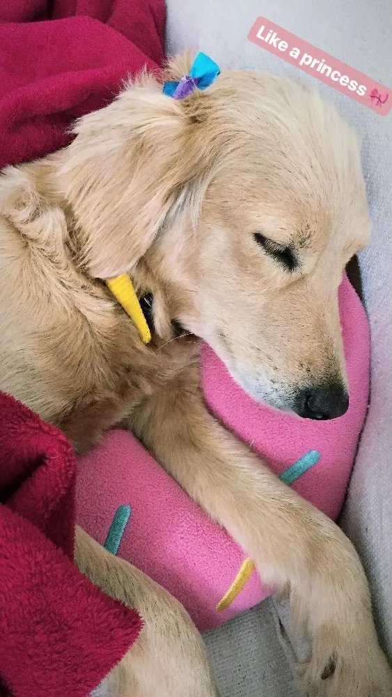 Cachorro ra a Mistura vira-lata  com Golden idade 2 anos nome Lua