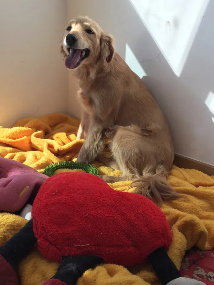 Cachorro ra a Mistura vira-lata  com Golden idade 2 anos nome Lua