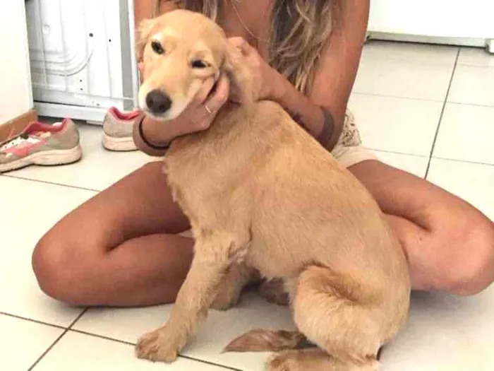 Cachorro ra a Mistura vira-lata  com Golden idade 2 anos nome Lua