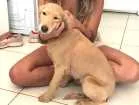 Cachorro raça Mistura vira-lata  com Golden idade 2 anos nome Lua
