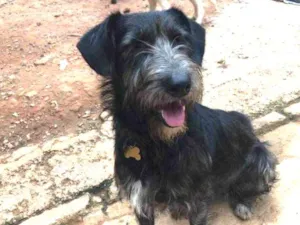 Cachorro raça Srd idade  nome Julia